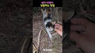 새끼 아깽이 냥줍하는 방법