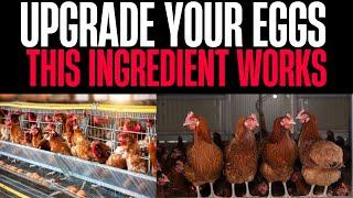 16 Secrets to Make Your Chickens Lay Bigger Eggs Using This Natural Ingredient