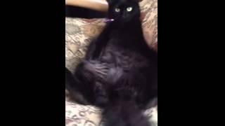 The Chillin Cat