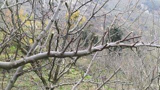 Apple Pruning Technique | Himalayan Farming | Live Update