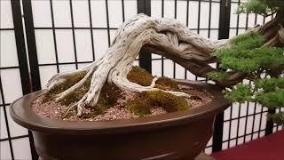 Adelaide bonsai show. Aussie Bonsai bloke. Stock Sales