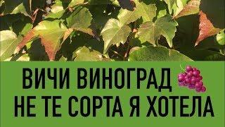 ВИНОГРАД ВИЧИ - СОВСЕМ НЕ ТЕ СОРТА Я ХОЧУ.. Как выбрать, купить сорт винограда. Посадка, выращивание