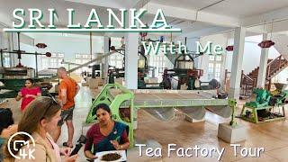 FREE Tea Factory Guided Tour Giragama Tea Factory Kandy  Sri Lanka | Sri Lanka with me