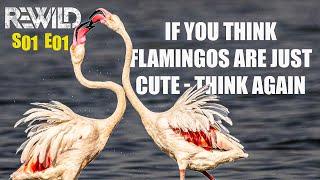 Greater Flamingos – Tough As Nails