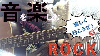 【愛犬ぽんず】チワワの音楽のセンスは？ギターも弾く？