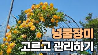 넝쿨장미의 모든 것! 품종 선택 요령부터 계절별 관리법까지 한번에 알려드립니다.