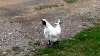 VR to TRprepper Have a look at my little cock, spouting off at the beak... Lol