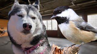 This Bird is TRAPPED In the Garage!