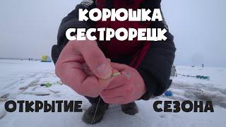 КОРЮШКА. СЕСТРОРЕЦК. ОТКРЫТИЕ СЕЗОНА