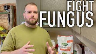 Scotts Disease Ex | How to treat Fungus in the Lawn