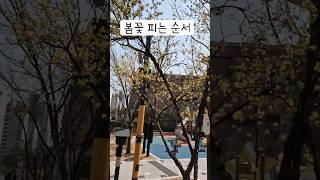 봄꽃 피는 순서 Order of spring flowers