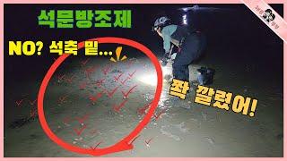 석문방조제 석축 밑에 발 디딜 틈이없이 많아 주워 담는데 지쳤네!