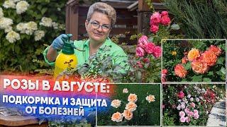 Розы в августе: подкормка и защита от болезней