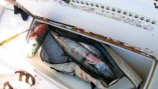 INSANE NONSTOP Kingfish Bite!
