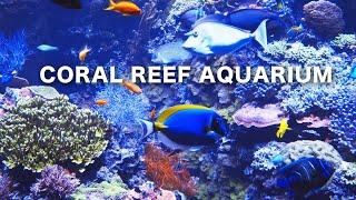 Coral Reef Aquarium Relaxing Music 8 HOURS FISH TANK #RELAXTIME #screesaver #acquarium