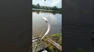 Mancing Udang Di Pedalaman Kalimantan Dapat 100 Kilo