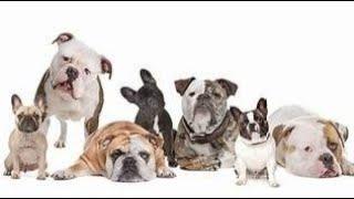 THE MASTER OF ALL BULLDOGS IS THE TRUTH LEGEND. REAL BULLDOGS TALK.