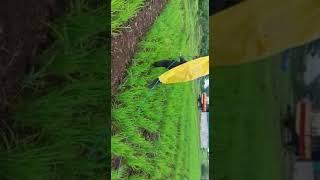 Paddy seed sowing method in Subhash Palekar Krushi (SPK)