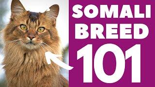 Somali Cat 101 : Breed & Personality