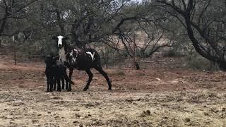 Newborn lambs & hanging out with Nandi & Texas Longhorn (Plus I got a BMW!!!) :)