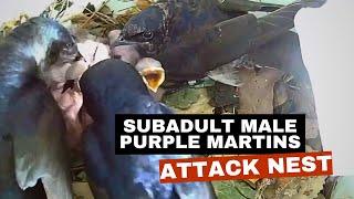 Subadult male Purple Martins attack nest