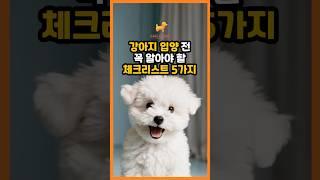강아지 입양 전 꼭 알아야 할 체크리스트 5가지