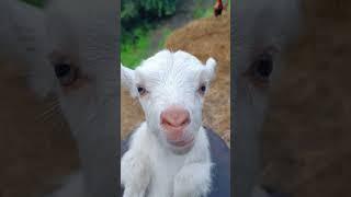 #goatlove#goatlife#goatgram#goatofinstagram#goatfun#goatcute#goatworld#goatpower#goatsofyoutube#goat