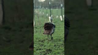 SLOW Motion Archery Grocery Shopping  #shorts #slowmotion #turkey #archery