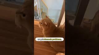Do You Give Your Cats Old Kibbles? 