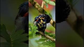 MAGICAL SUNBIRDS - BREATHTAKING NATURE