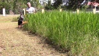 Mowing tall thick grass 16 Satisfying relaxing commercial mowing