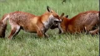 Two foxes fighting over territory