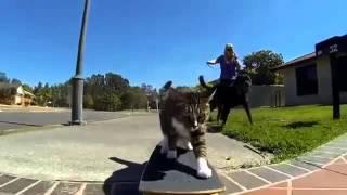 Skateboarding Cat - incredible ;)