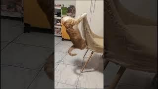 kucing apt #shorts