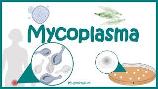 Mycoplasma: Morphology | Pathogenesis | Clinical features| Diagnosis, Treatment | Mycoplasma | PPLO