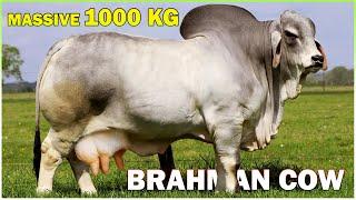 Meet the Massive 1000 KG Brahman Cow | Giant Brahman Cow | Big Brahman Cow