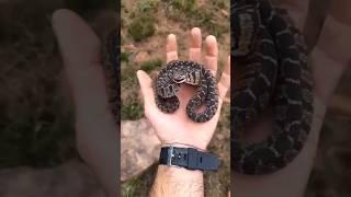 Snake In Sahara #facts #news #youtubeshorts #shortsfeed #shorts #snake #animals #amazing #trending