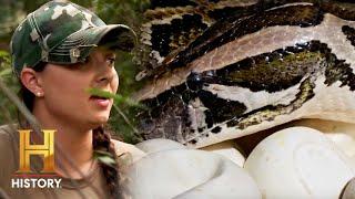 HUGE Pythons in their BACKYARD | Swamp People: Serpent Invasion (Season 3)