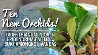 10 NEW ORCHIDS | New Vandas and Thailand Orchid Species From Ms. Cherry L. | Orchid Unboxing