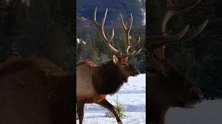 New Years' Elk Bulls in Canada's Rockies