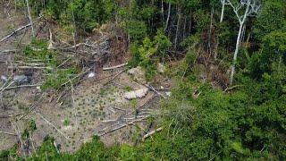 Brazil : isolated tribe discovered in Amazon