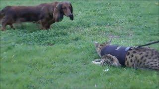 Savannah Cat VS Dog