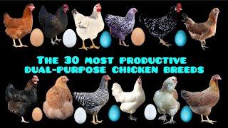 The 30 Most Productive Dual-Purpose Chicken Breeds to Raise at Home