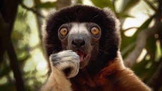 A Trip Through Africa | Wildlife, Safaris & Sights Across 8 Sub Saharan Countries