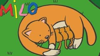 Milo and mommy cat | Cartoon for kids