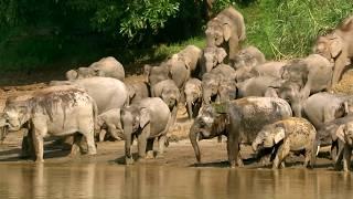 Malaysia, the Last Wildlife Stronghold