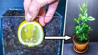 The Journey of a Lemon Slice to Tree (158 Days Time Lapse)