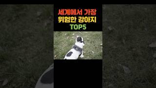세계에서 가장 위험한 강아지 Top5 #shorts