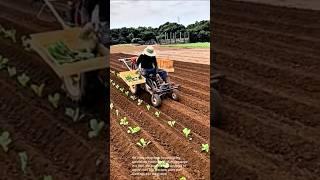 The process of planting seedlings with automated machinery