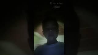 cat miau miau soy miau